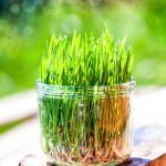 Weizengras selber ziehen im Keimglas Weizengrassaft selber machen