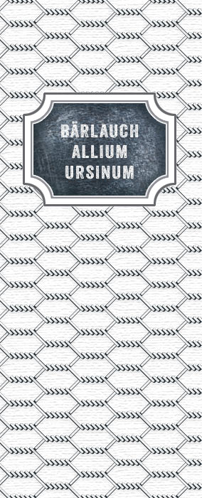 Bärlauch Allium Ursinum
