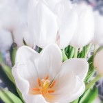 Weisse Tulpen-Blüten Frühlingsboten