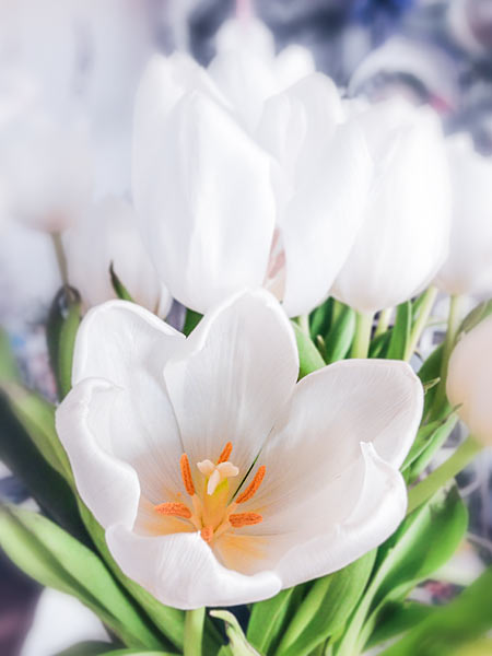 Weisse Tulpen-Blüten Frühlingsboten