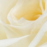 Strauß weiße Rosen