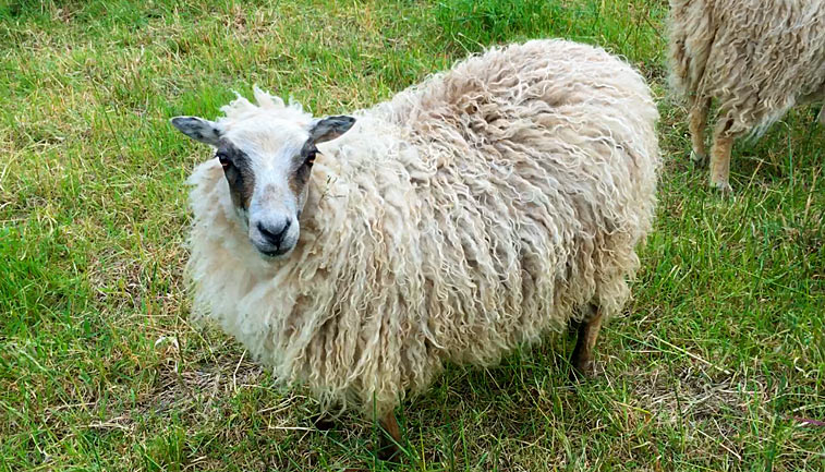 Schaf Wiese