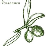 olivenzweig-zeichnung Olea Europaea