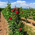 Weinreben mit roten Rosen im Weinberg
