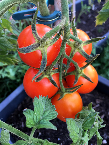 Bio Rispen-Tomaten am Stock im Garten