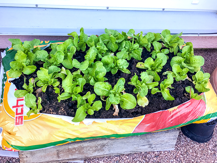 Urban Gardening Salat pflanzen im Blumenerde Sack