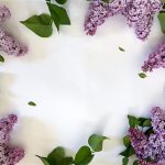Flieder auf weissem Hintergrund Blumenbild Textplatz